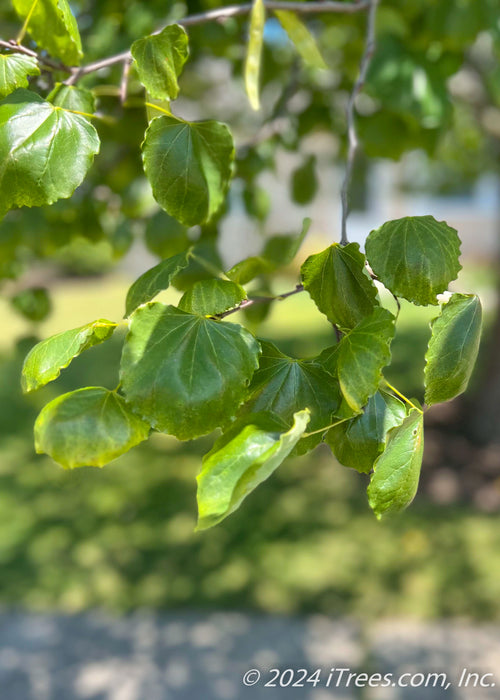 Closeup of newly emerged green leaves.