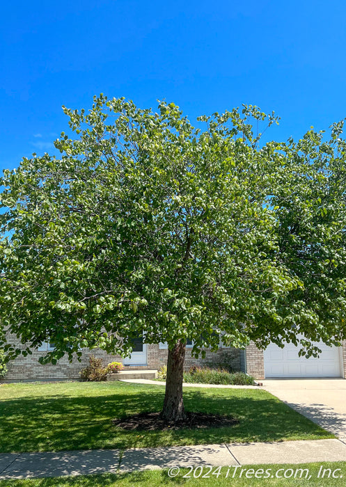 A single trunk redbud planted in a front yard near a walkway and driveway with a full canopy of green leaves.