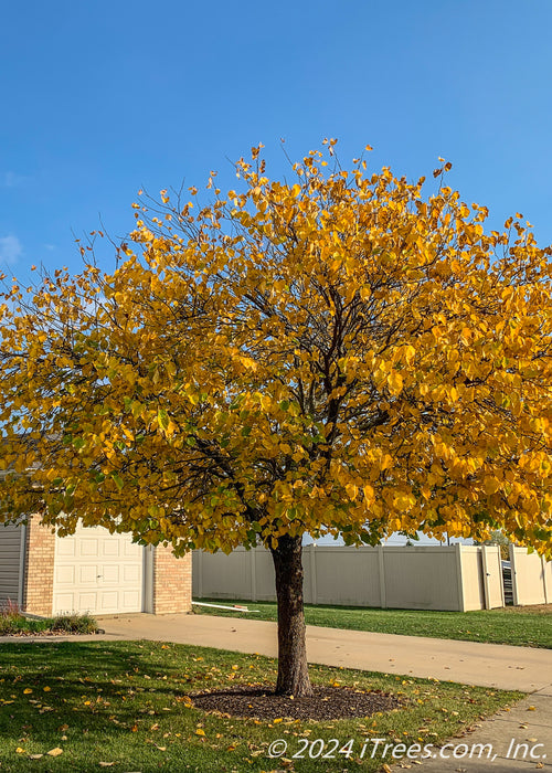 A single trunk redbud with a full canopy of yellow leaves.