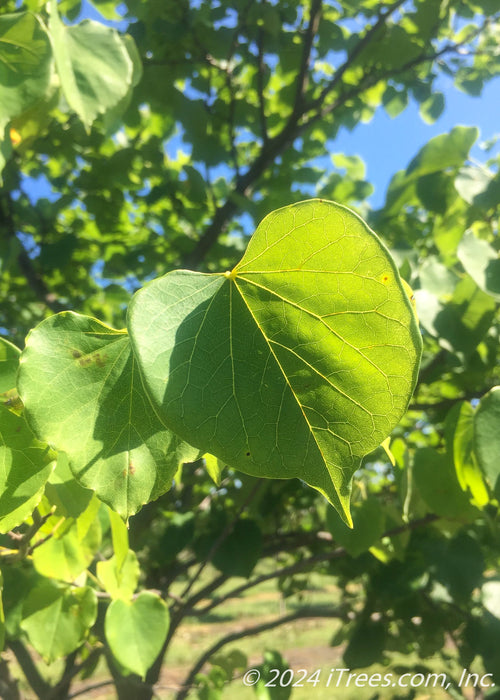 Closeup of heart-shaped green leaf with sun filtering through one half of it.