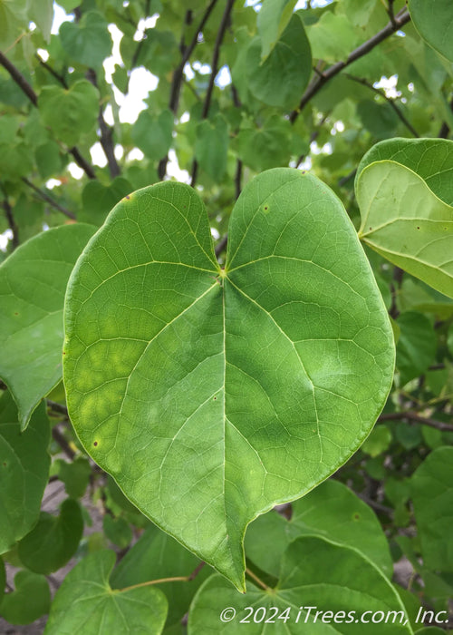 Closeup of a single green heart-shaped leaf.