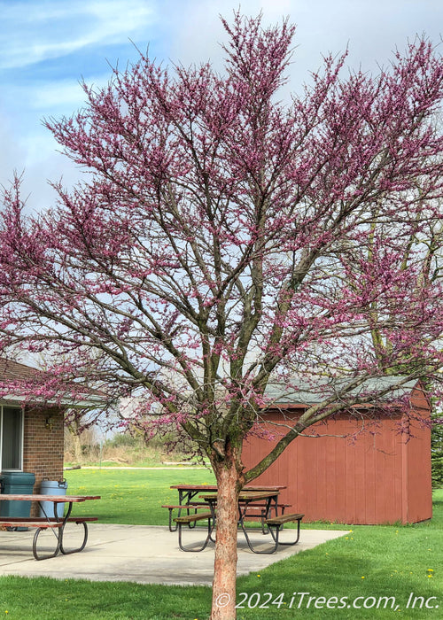 A single trunk redbud in a backyard near a patio, in bloom.