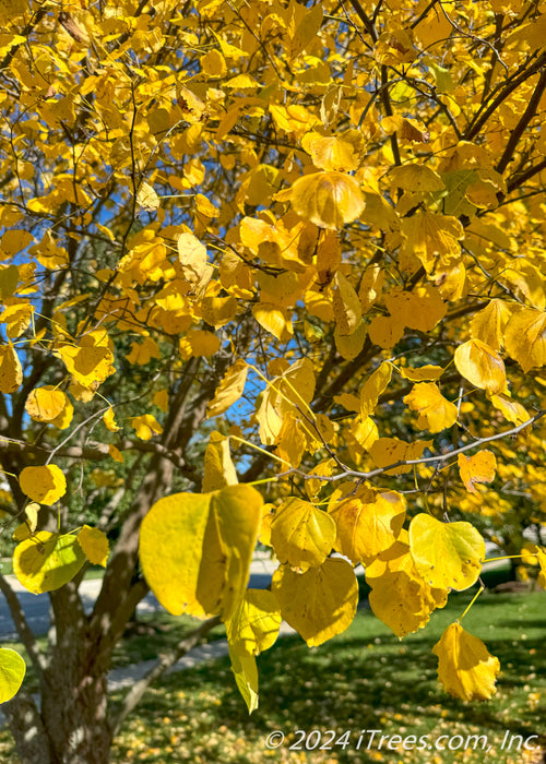 Closeup of buttery yellow fall color.