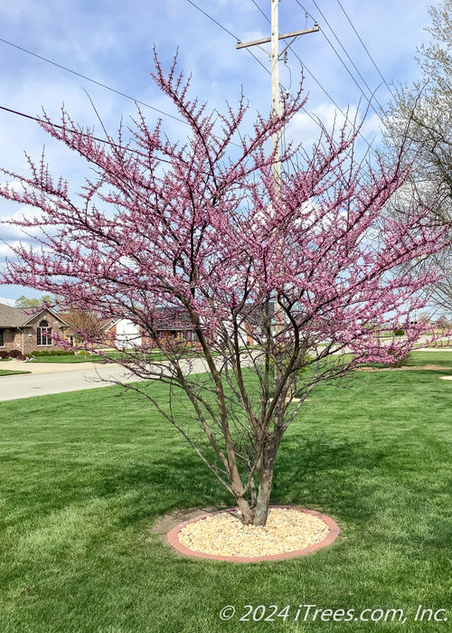 Clump form redbud planted in a front yard, with small pinkish buds coating the branches.
