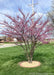 Clump form redbud planted in a front yard, with small pinkish buds coating the branches.