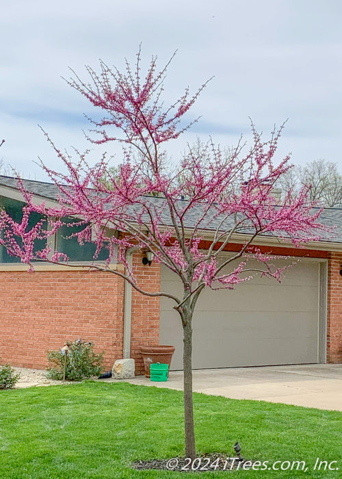 A single trunk redbud planted in a front yard near a driveway, in bloom.