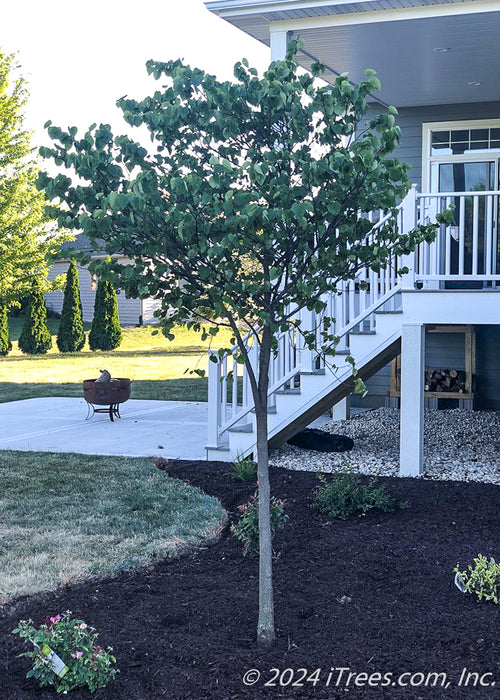 A newly planted redbud in a backyard landscape bed.