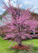 Clump form redbud in full bloom, planted in a front yard. 