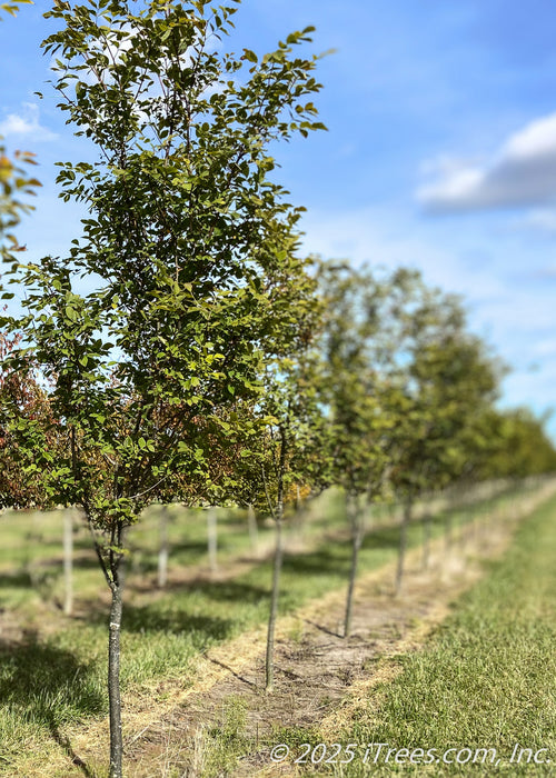 American Yellowwood growing in a nursery row with green leaves.
