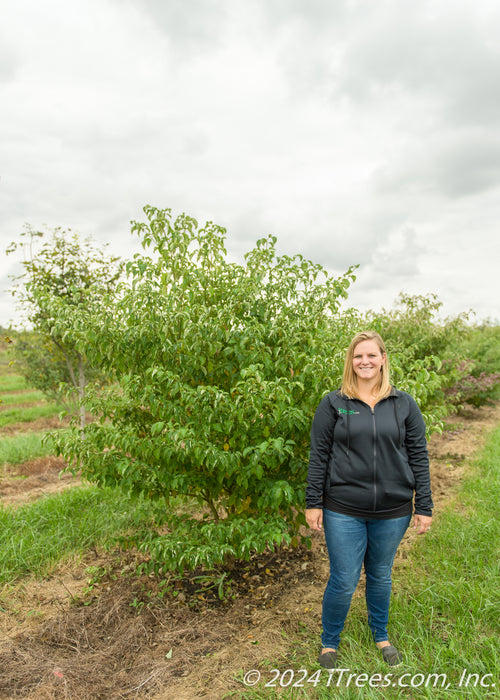 A person stands next to Pagoda Dogwood in the nursery to show height.
