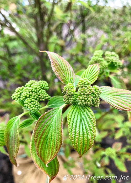 Closeup of shiny green leaves with a red tinge on the leaf edges, and small green flower buds.