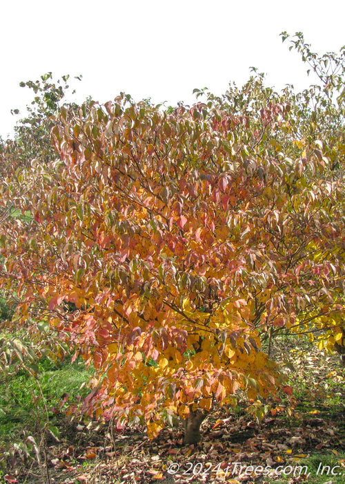 Multi-stem clump form Pagoda Dogwood with fall color growing in the nursery's field.