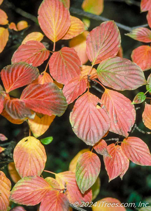 Closeup of fall color showing yellow to red-orange hues.
