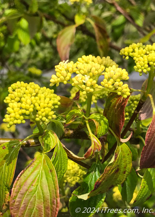 Closeup of small yellow flower buds, green leaves with a red tinge.