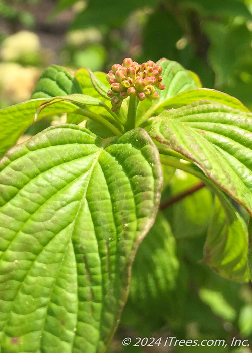 Closeup of green leaves with yellowish-pink flower buds.