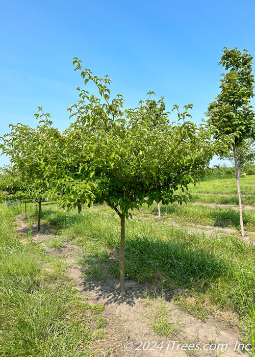 A single trunk Pagoda Dogwood grows in the nursery with green leaves.