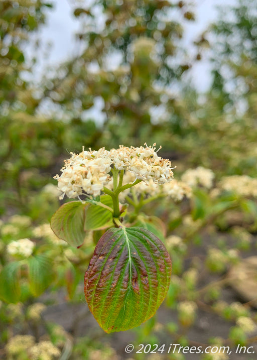 Closeup of newly emerged leaf with a reddish tinge, and small white flowers.