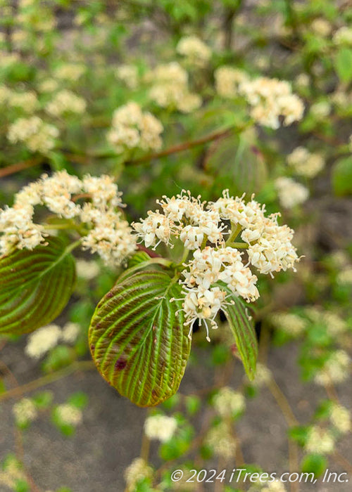 Closeup of newly emerged green and red leaves and small white flowers.