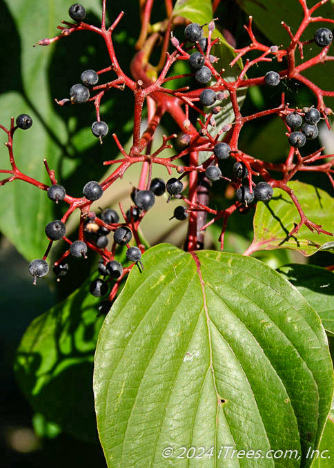Closeup of red stems with blueish-black fruit and large green leaf.