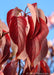 Closeup of deep red leaves.