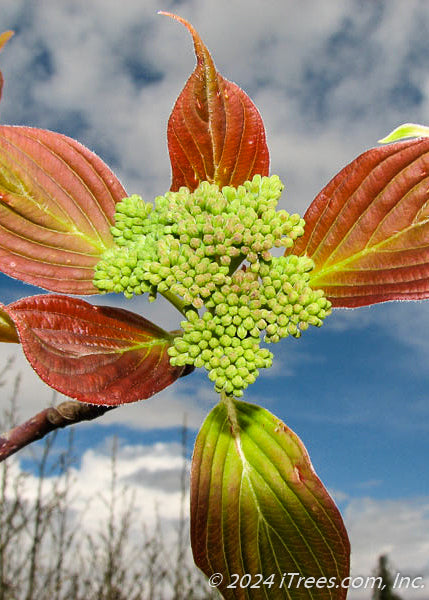 Closeup of newly emerged spring leaves with a red tinge to them, and green flower buds.