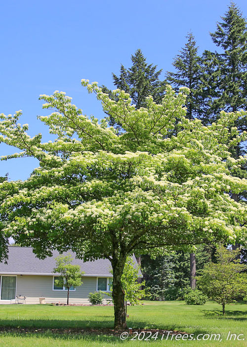 A June Snow Dogwood in a backyard with a full canopy of flowers topping the horizontally spreading branches.