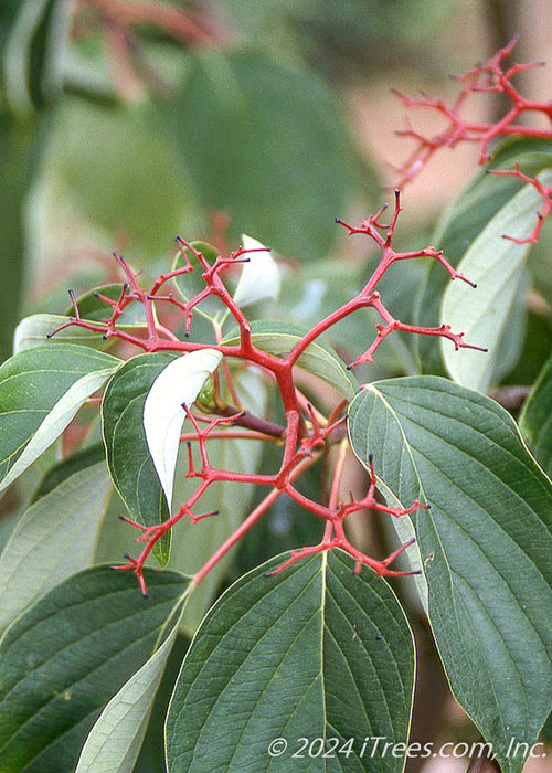 Closeup of red stems that once held blueish black berries, and dark green leaves.