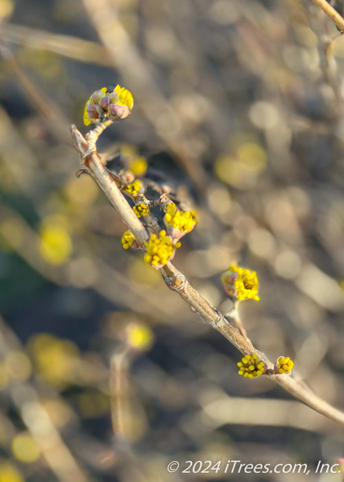 Closeup of a single branch with flower buds just opening showing bright yellow flowers emerging.