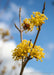 Closeup of bright yellow small flowers on the tips of the tree's branches.