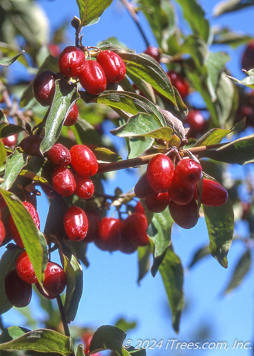 Closeup of bright red cherry-like edible fruit.