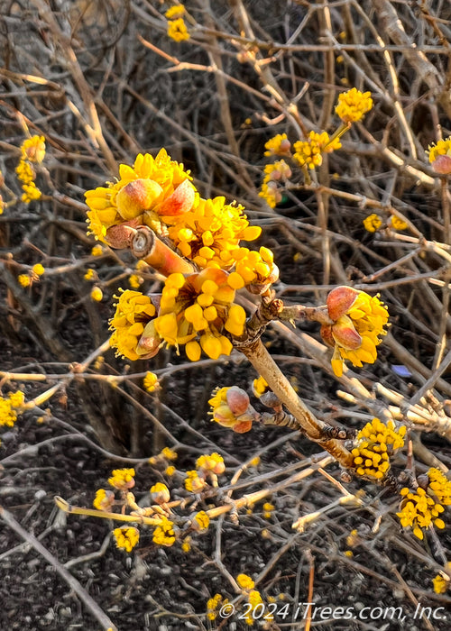 Closeup of branches with small shell-like buds with bursting bright yellow flowers.