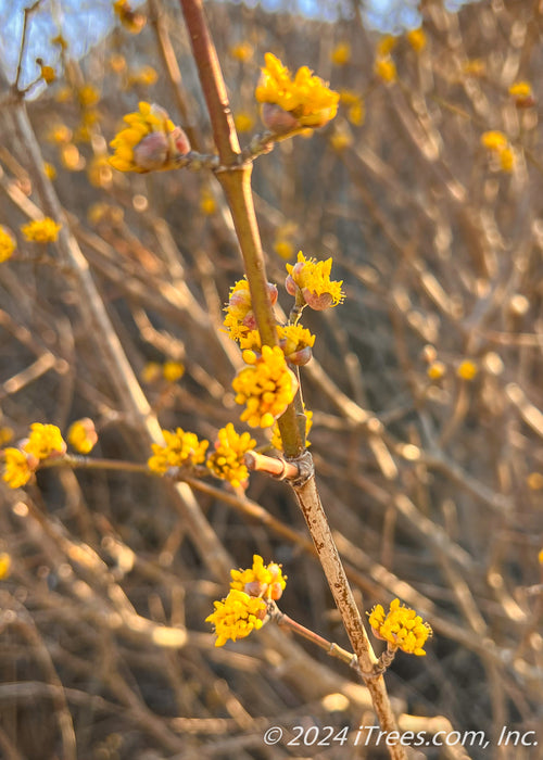 Closeup of a branch with shell-like buds bursting with bright yellow flowers.