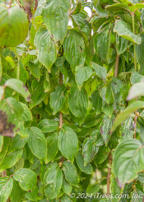 Closeup of branches covered in bright green leaves.
