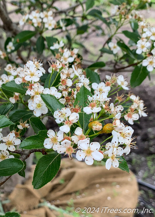 Closeup of bright white flowers with yellow centers and dark green shiny leaves.