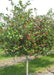 A single trunk Thornless Hawthorn at the nursery with dark green leaves and shiny red crabapple-like fruit.