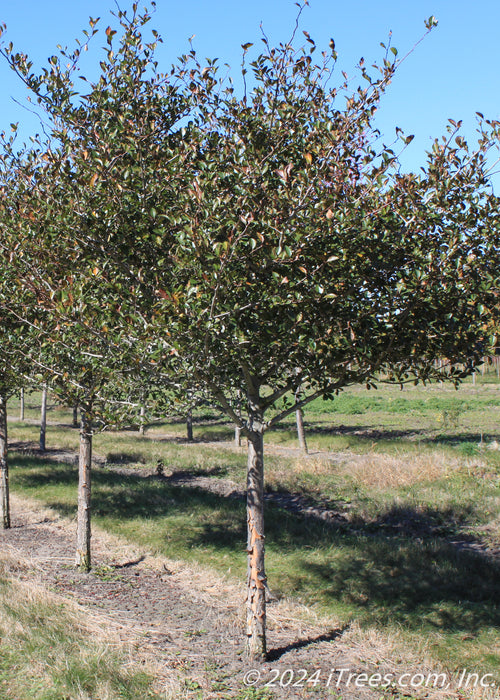 A row of single trunk Thornless Hawthorn with green leaves growing at the nursery.