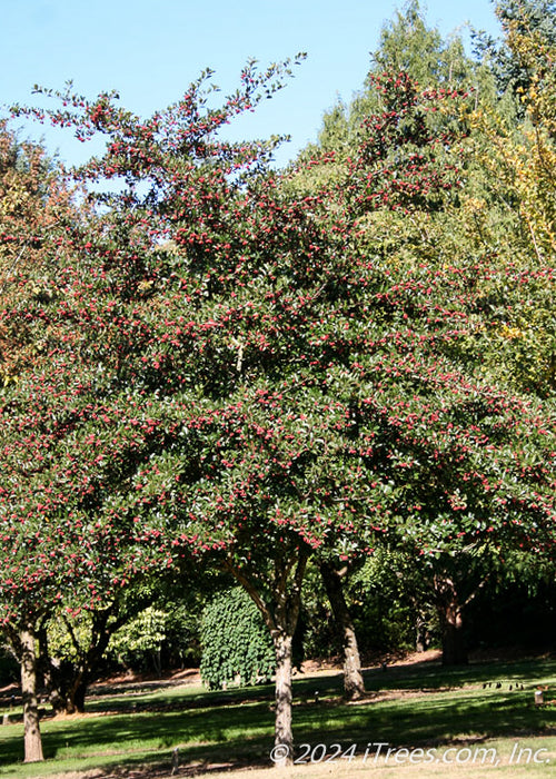 A mature single trunk Thornless Hawthorn with green leaves and bright red crabapple-like fruit.