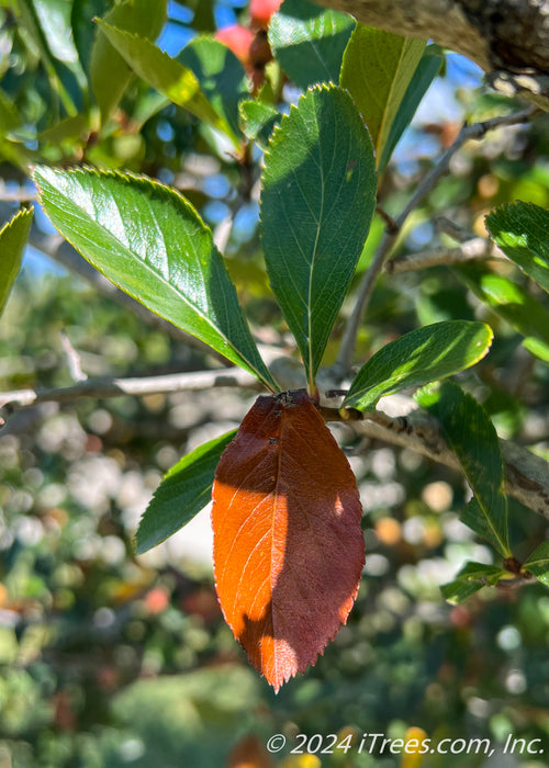Closeup of bright green leaves with changing fall color showing a rusty orange-red leaf.