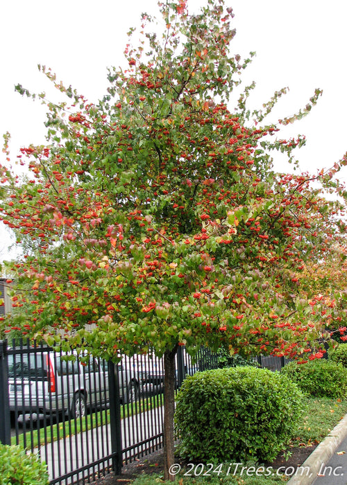A Washington Hawthorn covered in bright red fruits planted along a fence line near a parking lot and a sidewalk.