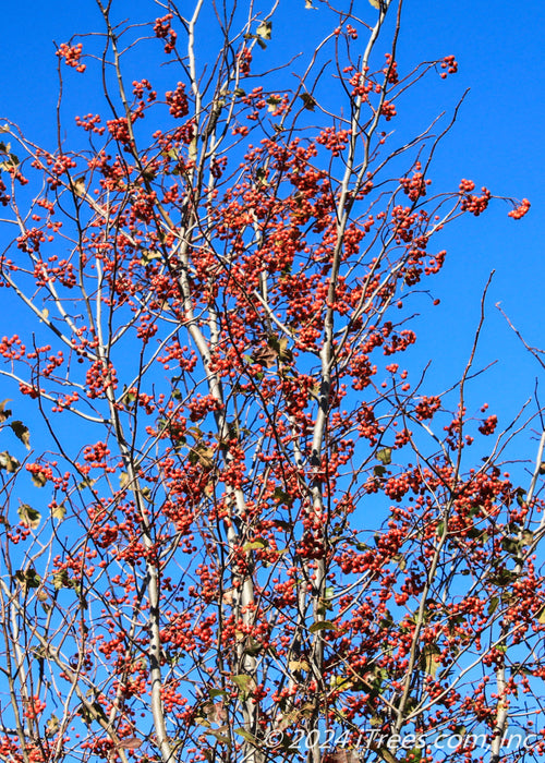 View looking up at the top of the tree's canopy in winter with no leaves and branches coated in red berries.