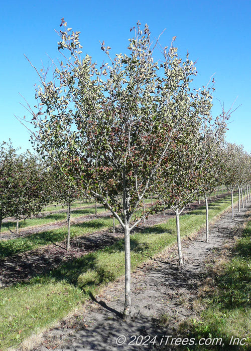 A single trunk Winter King Hawthorn at the nursery.