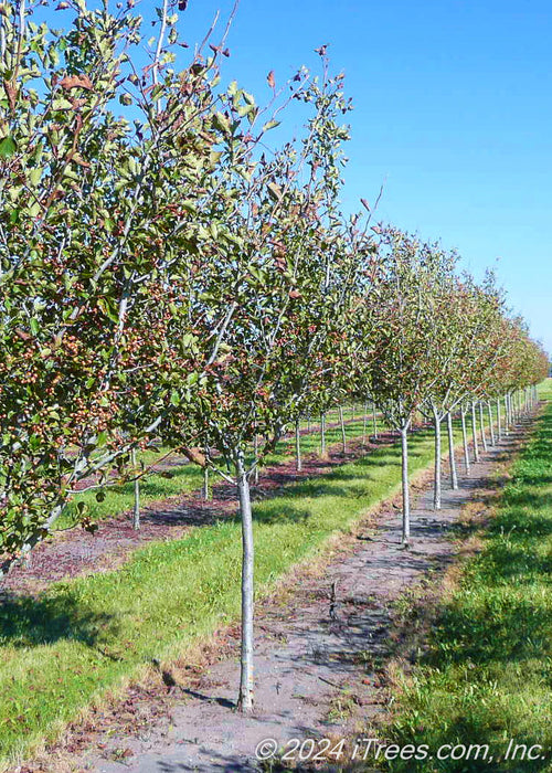 A row of single trunk Winter King Hawthorn at the nursery with green leaves.