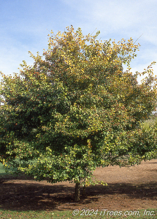 A Winter King Hawthorn in an open area of a yard.