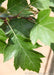 Closeup of dark green sharply pointed leaf.