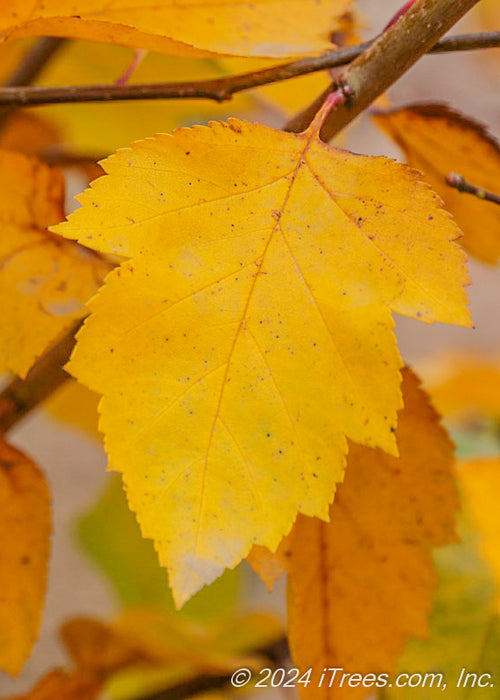Closeup of a bright yellow leaf in fall.