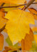 Closeup of a bright yellow leaf in fall.