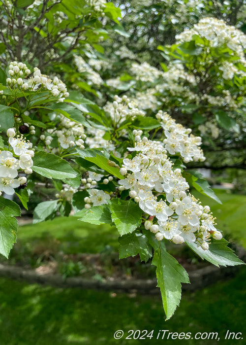 Closeup of large green sharply pointed leaves and crisp white flowers with rounded petals and yellow centers.