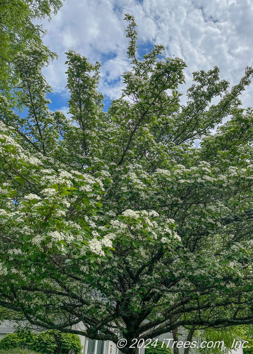 Closeup of the underside of a Winter King Hawthorn's canopy of green leaves and white flowers.