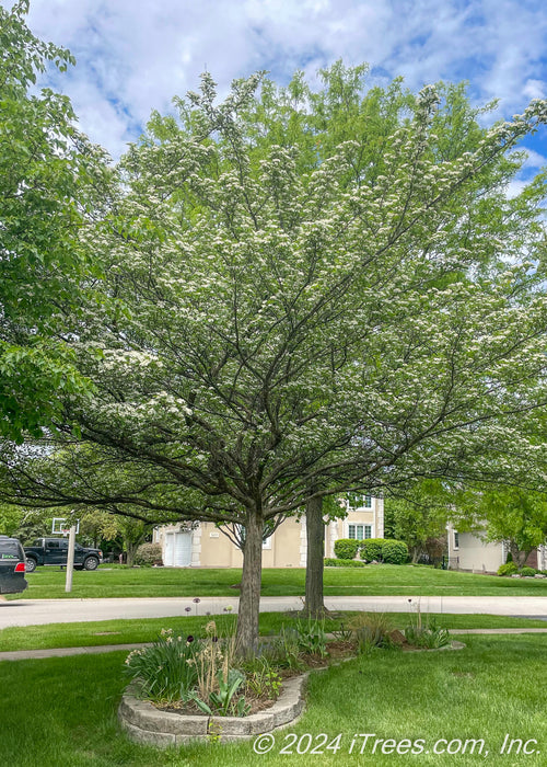 Two single trunk mature Winter King Hawthorn planted in a front landscape berm seen in bloom.