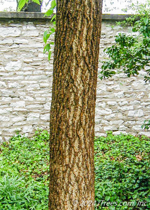 Closeup of a furrowed brown tree trunk.